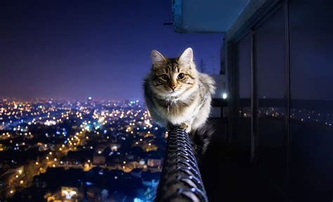 Download Hd Cat And City View Wallpaper | Wallpapers.com