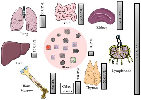 Low Lymphocytes And Eosinophils