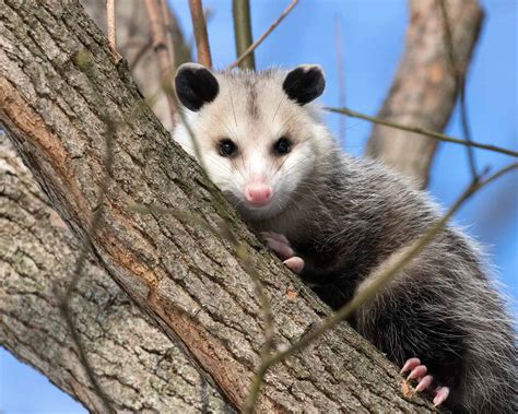 50 Opossum Facts That Are Too Awesome To Miss