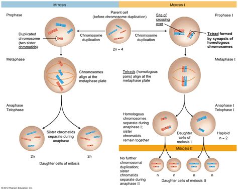 How To Find Haploid Number Of Chromosomes