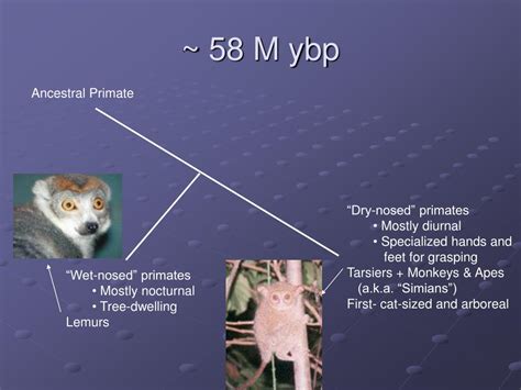 PPT - Primate Evolution PowerPoint Presentation, free download - ID:2109929