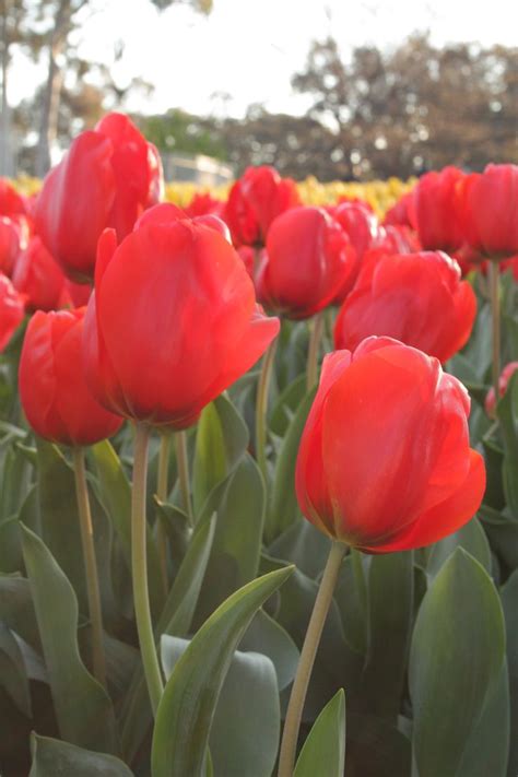 Tulips by Katherine. #Floriade #Canberra | Plants, Tulips, Nature