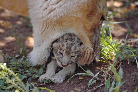 Lion cubs - the ultimate lion cub fact guide.