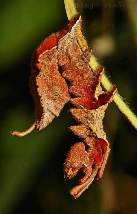 The truly macabre Lobster Moth Caterpillar | Moth caterpillar, Moth ...