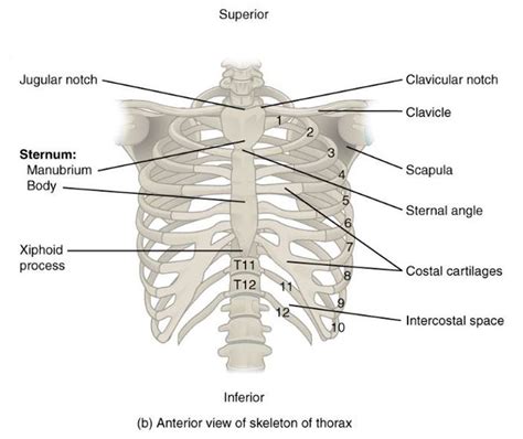 Thoracic Cage Labeled - Thorax Radiologic Anatomy, The thoracic cage ...