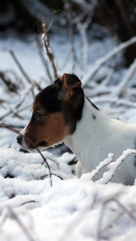 Wallpaper Cute puppy, winter, snow 5120x2880 UHD 5K Picture, Image