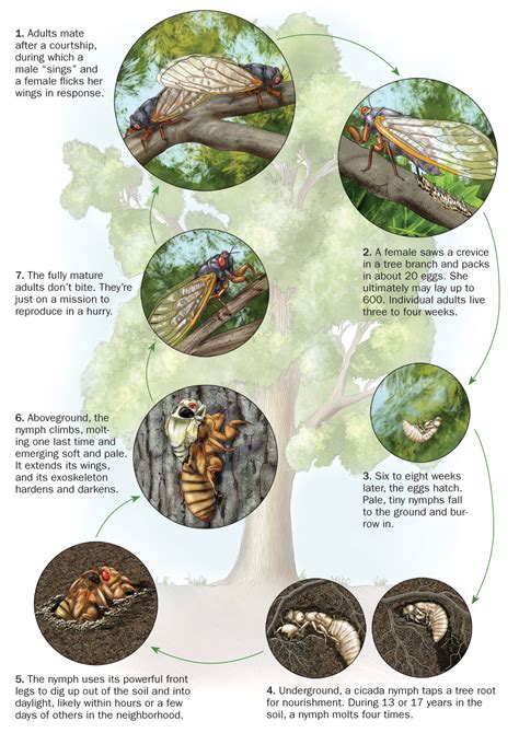 Der seltsame Lebenszyklus der Zikaden wirft evolutionäre Rätsel auf ...