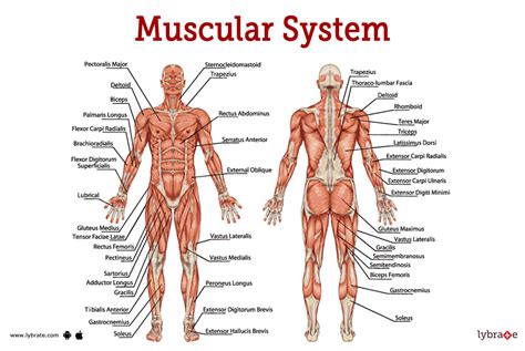 Top 25 Best Muscular System Facts Muscles Fun Facts, 53% OFF