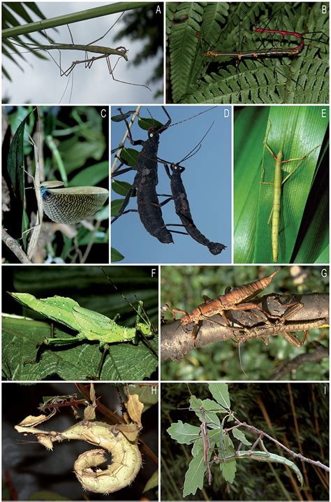 Walking Stick Insect Life Cycle Diagram