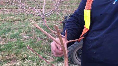 Peach Tree Pruning Lesson 2 - March 21, 2017 - YouTube