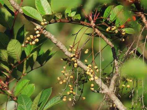 Poison Sumac: Tale of a Toxic Trailside Beauty – Oakland County Blog