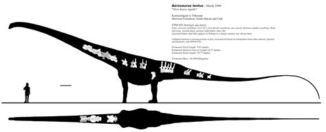 Barosaurus lentus skeletal, holotype edition by Fadeno on DeviantArt