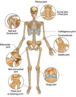 Skeletal System Movable Joints