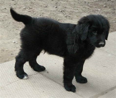 Black Golden Retriever Puppies For Sale | PETSIDI