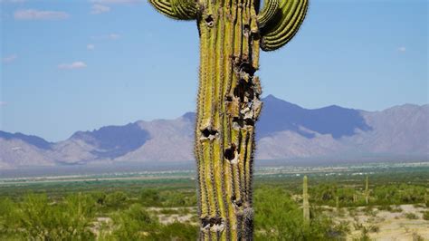 Target shooting damage on the Sonoran Desert National Monument | 12news.com