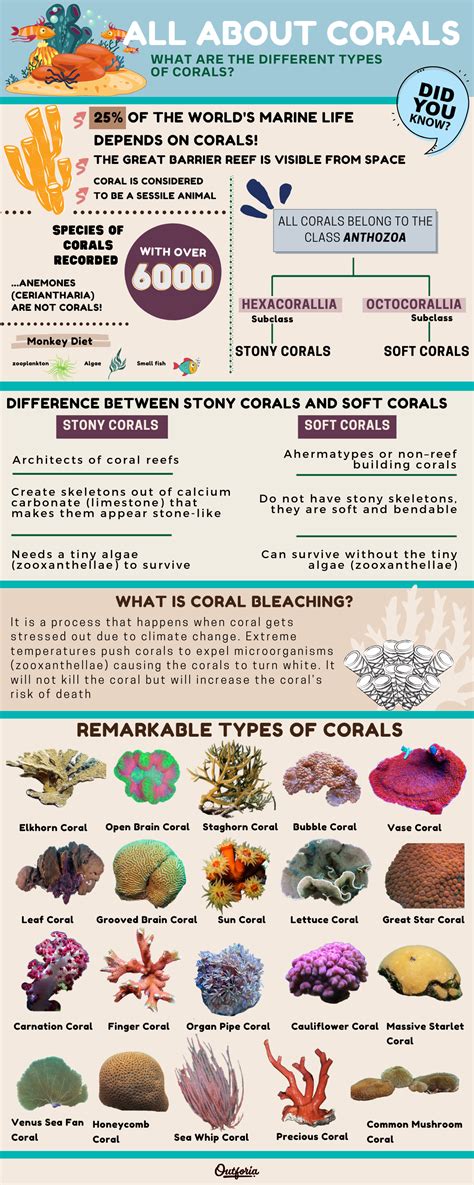 Types Of Coral - qeqe