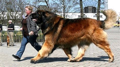 thinkpup Shop | Redbubble | Giant dog breeds, Giant dogs, Huge dogs