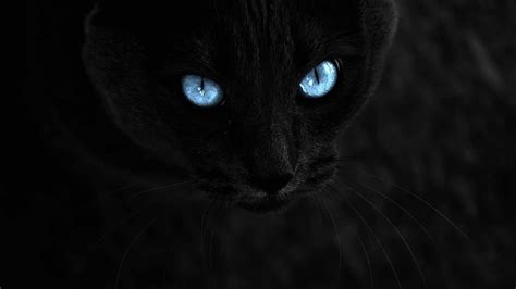 black cat with blue eyes wallpaper - Josie Schaeffer