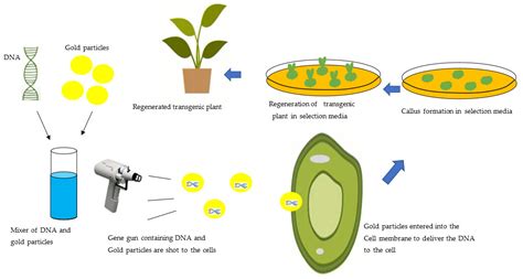 Sustainability | Free Full-Text | Assessment of Benefits and Risk of ...