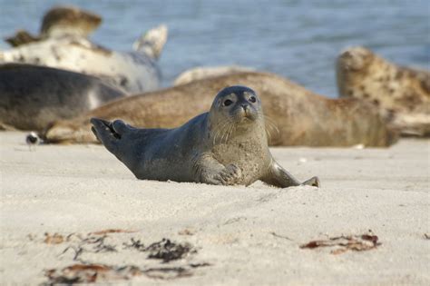 Seehunde Nordsee – Seehundbänke und Aufzuchtstationen