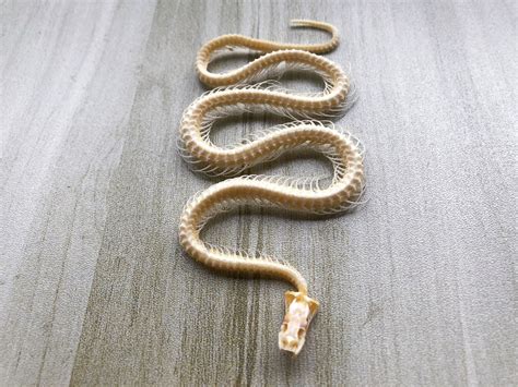 Real Whole Snake Bone. Includes Skull, Spine Vertebrae and Coccyx. Has ...