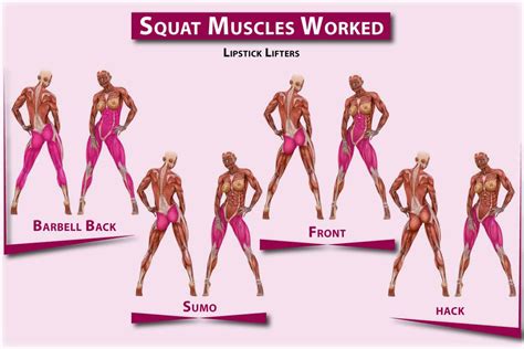 What Muscle Does A Squat Work? | vlr.eng.br