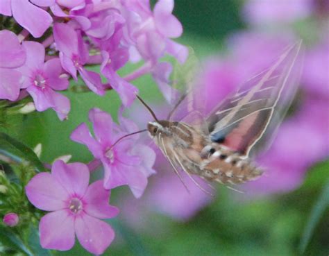 Sphinx Moth Pupa Care