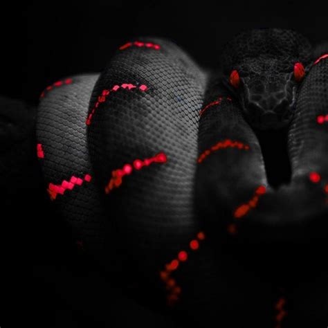 Red Snake Wallpapers - Top Free Red Snake Backgrounds - WallpaperAccess