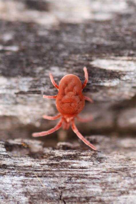 Chigger auch Erntemilbe (Trombicula alfreddugesi) am 26.9.2010 in der ...