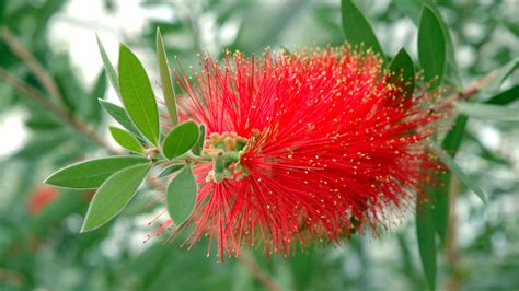 如何种植洗瓶刷:让你的花园充满异国情调的接触这些低植物| Gardeningetc吗 - beplay app 下载