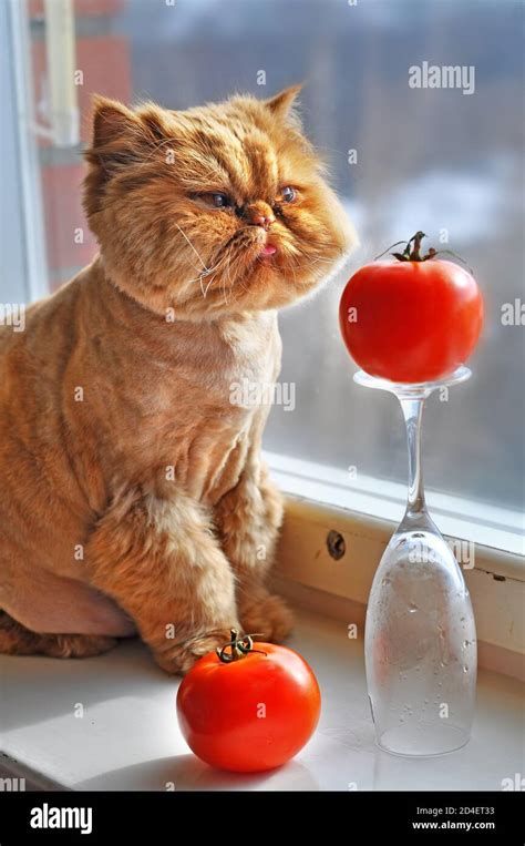 Funny red cat is sitting with red tomato Stock Photo - Alamy