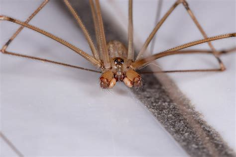 Are Cellar Spiders Good - OMNIS Pest Control