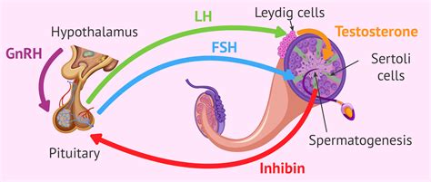 Sperm Maturation Process