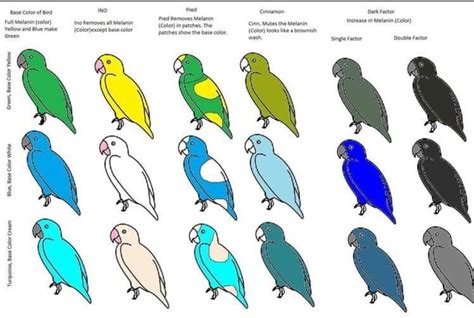 Lineolated Parakeet color chart | Parakeet colors, Parakeet, Color