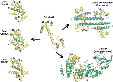 Calmodulin in Action: Cell