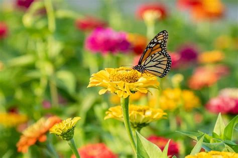 Butterfly Garden Seed Mix — San Diego Seed Company