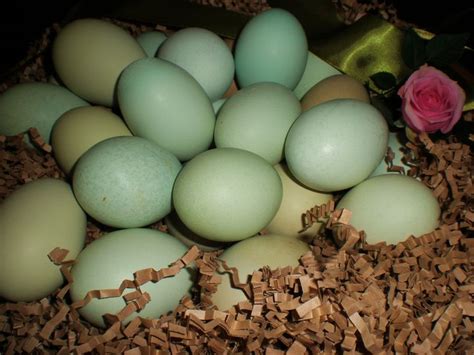 Araucana Chickens | ARAUCANA CHICKEN EGGS | Araucana chickens, Easter ...