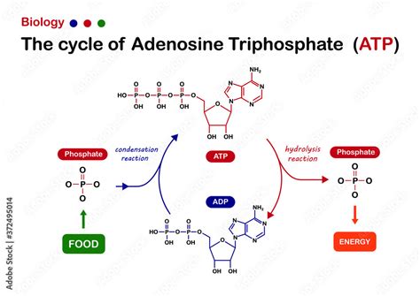 Biology diagram show Adenosine triphosphate (ATP) cycle for energy ...