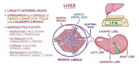 Liver histology - Osmosis