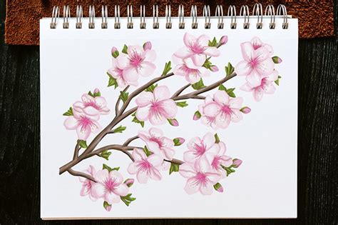 How to Draw a Cherry Blossom - Sakura Flower Sketch Lesson