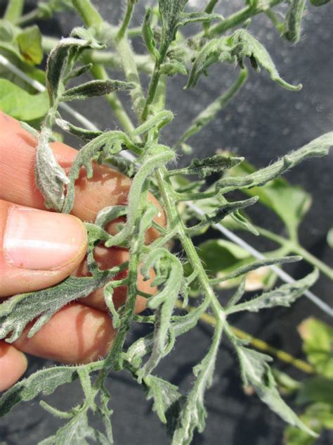 Tomato Leaf Curling | Purdue University Vegetable Crops Hotline