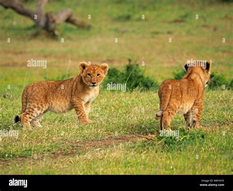 two cautious young Lion cubs (Panthera leo) showing baby spots watching ...