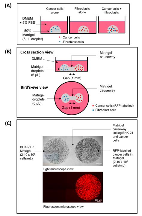 A Novel 3D Model for Visualization and Tracking of Fibroblast-Guided ...