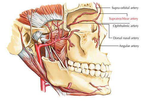 Supratrochlear artery – Earth's Lab