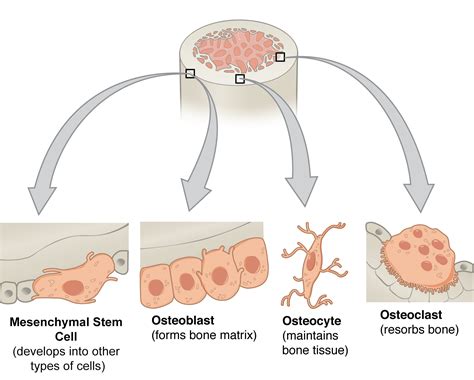 Bone Composition: Part 1 – Bone Cells | Biogennix