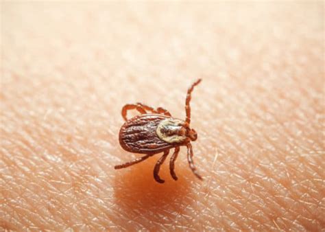 Fleas, Ticks, and Chiggers: What’s the Difference? | Summer Pest Prevention