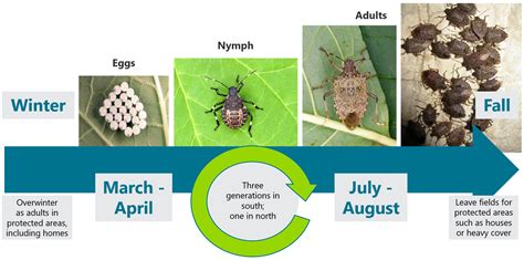 marmorated stink bug life cycle - Yung Mcmurray