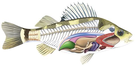 Anatomy of a Fish | Parts of a Fish | DK Find Out