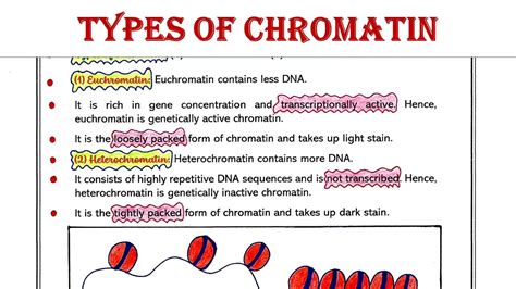 Types of chromatin | Euchromatin | Heterochromatin - YouTube