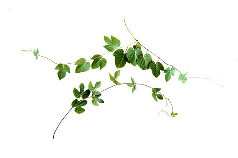 Leaf Vine Plant stem - vines png download - 1024*681 - Free Transparent ...